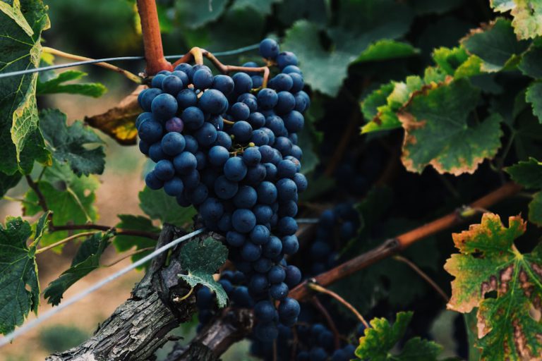 Photo Grapes, antioxidants