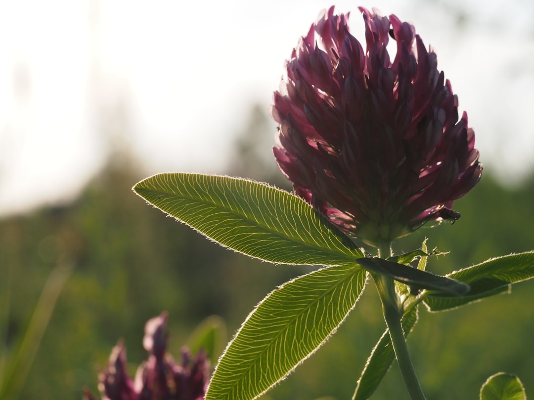 Photo Red Clover
