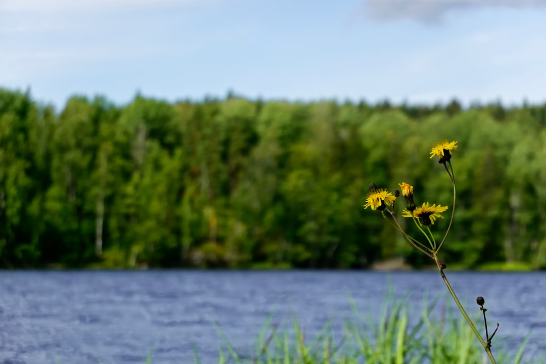 Photo Green forest